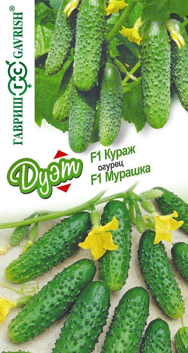 Огурцы Мурашка Отзывы Фото Урожайность Характеристика
