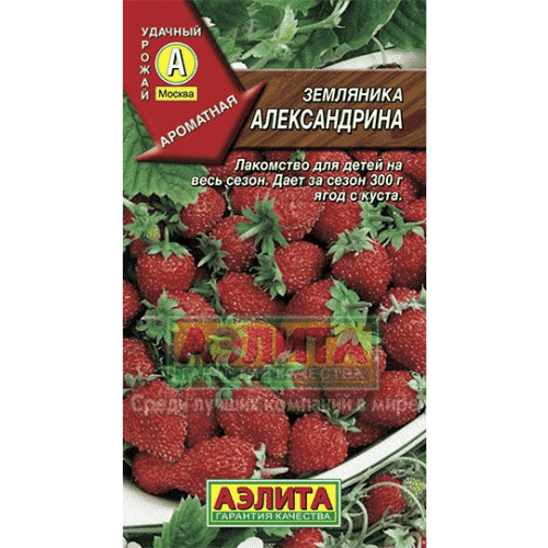 Семена Клубники Альба Купить В Интернет Магазине