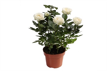 17871 роза виардо белая в кашпо