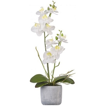 орхидея в керамическом кашпо белая 36 см