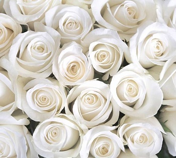 фотопанно в8-091 розы белые 300*270 divino decor